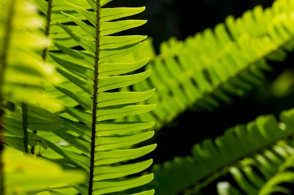 Natuurlijke Groene Varen Bladeren Geselecteerde Focus Voor Natuurlijke Achtergrond Behang — Stockfoto