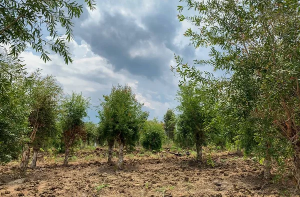 Melaleuca Cajuputi Plantas Vulgarmente Conhecidas Como Cajuput Gunung Kidul Yogyakarta — Fotografia de Stock