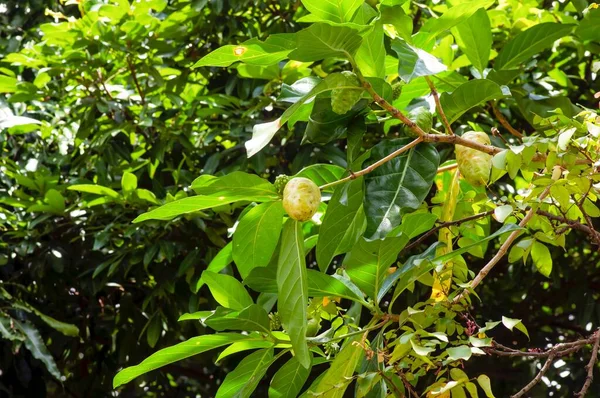Mengkudu Noni Gyümölcs Morinda Citrifolia Más Néven Éhező Gyümölcs — Stock Fotó