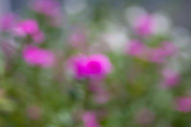 Yeşil ve pembe bokeh soyut arkaplan, bahçedeki çiçeklerden ayrılan renkli simler