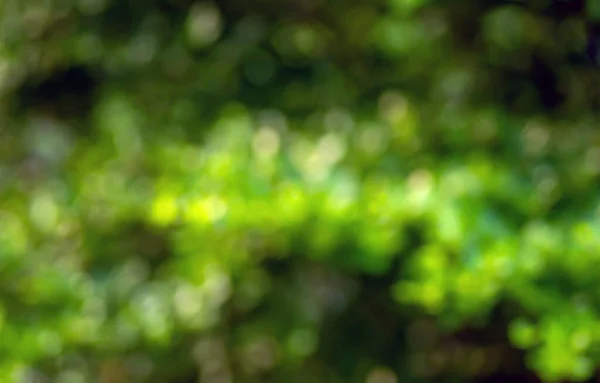 Zielony Żółty Bokeh Abstrakcyjne Tło Kolorowy Brokat Zdekoncentrowany Liści Ogrodzie — Zdjęcie stockowe