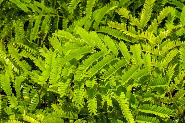 Petai, Bitter fasülyesi (Parkia speciosa) fideleri çocuk odasında