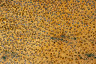 Hindistan cevizi ağacı gövdesindeki monocot ven dokusu (Cocos nucifera)