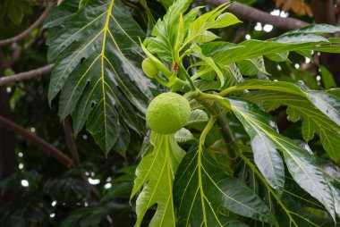 Ekmek meyveleri (Artocarpus altilis) ağaçta