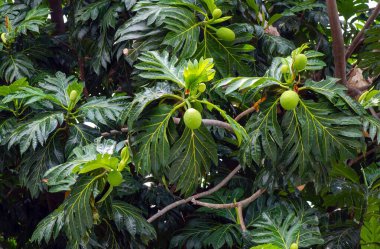 Ekmek meyveleri (Artocarpus altilis) ve onun yeşil yaprakları ağaçta
