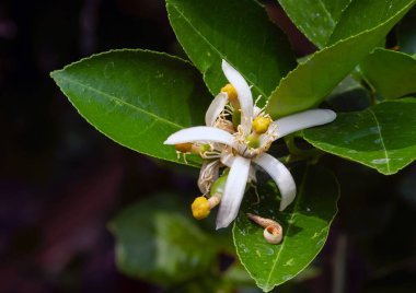 Limon çiçeği (Citrus limon) ve yeşil yapraklar, sığ odak noktasında