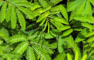 Çocuk odasında Petai, Bitter fasülyesi (Parkia speciosa) tohumları. Doğal arkaplan