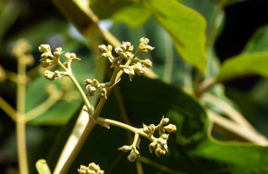 Tik ağacı tomurcukları (Tectona grandis), dalların sonunda yoğun kümeler halinde sığ bir odak noktasında düzenlenmiştir.