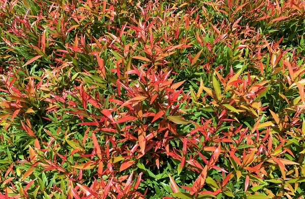 Pucuk Merah, Syzygium oleina (Syzygium paniculatum), Red Shoots, morumsu vişne