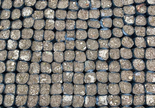Polybags Que Contienen Tierra Listo Para Plantar Vivero —  Fotos de Stock