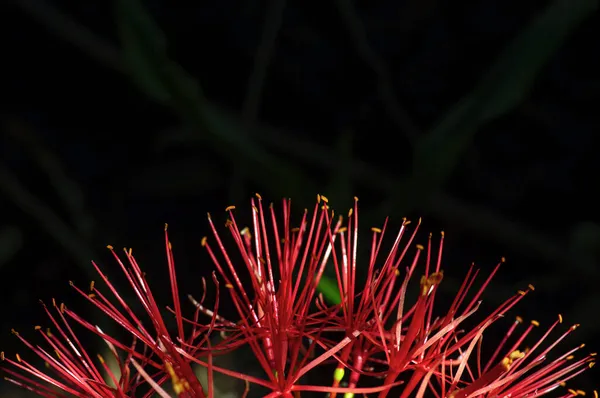 Scadoxus Multiflorus Раніше Haemanthus Multiflorus Квітка Кулястої Рослини Яка Росте — стокове фото