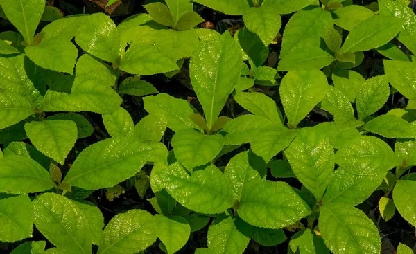 Tölgyfa Palánta Tectona Grandis Yogyakarta Állambeli Gunung Kidul Ban Indonéziában — Stock Fotó