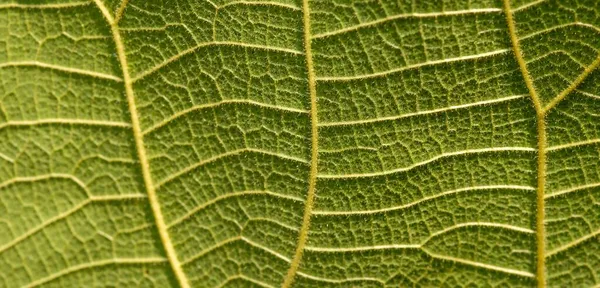 Genç bir tik ağacının (Tectona grandis) yaprak damarlarını kapat, arkaplan için seçili odak noktası