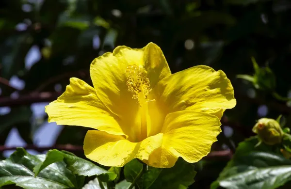 Żółty Kwiat Hibiskus Rosa Sinensis Znany Jako Hibiskus Chiński Chiny — Zdjęcie stockowe