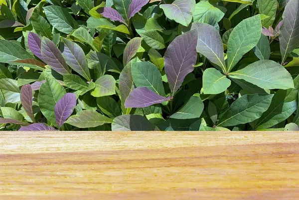 Tábla Üres Asztal Előtt Teak Növények Palánta Tectona Grandis Bölcsődében — Stock Fotó