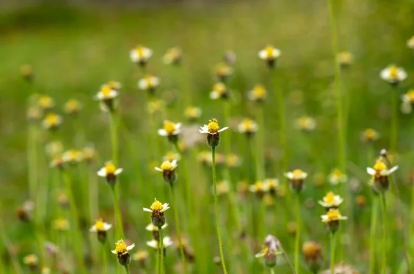 Małe Żółte Kwiaty Łące Wybrane Ostrość — Zdjęcie stockowe