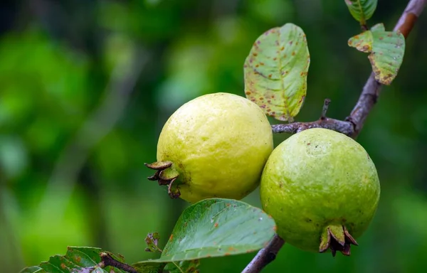 Frutos Jóvenes Maduros Guayaba Árbol — Foto de Stock