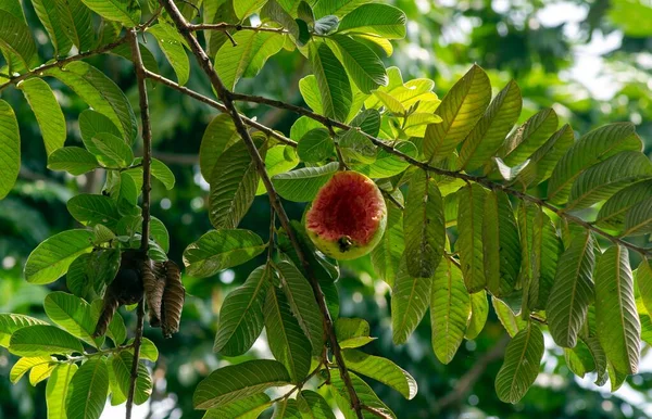 鳥が食べる木の上に熟した赤いグアバの果実 Psidium Guajava が焦点を当てています — ストック写真