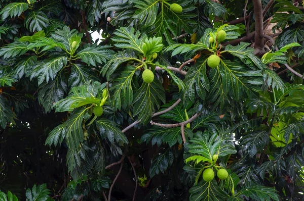 ツリー上の品種 アルトカルパスAltilis とその緑の葉 — ストック写真