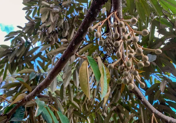Flores Durianas Durio Zibethinus Rei Dos Frutos Florescendo Ramo Árvore — Fotografia de Stock
