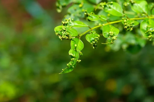 Indigo Plant Indigofera Tinctoria Groene Planten Met Hoge Voedingswaarde Die — Stockfoto