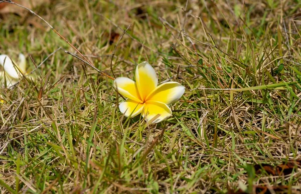 Kamboja Kwiat Plumeria Znany Również Jako Lei Kwiaty Frangipani Płytkiej — Zdjęcie stockowe