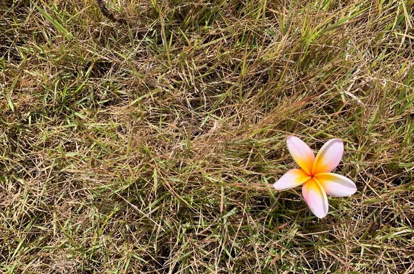 Kamboja Fleur Plumeria Également Connu Sous Nom Fleurs Lei Frangipani — Photo