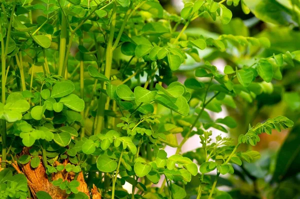 Келор Барабанная Палочка Moringa Oleifera Зеленые Листья Выделены Фокусом Общими — стоковое фото
