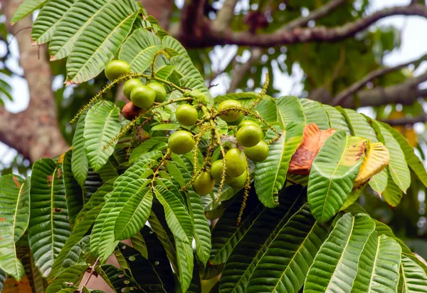 インドネシア パプア州原産のネイティブ フルーツであるマトア フルーツ Pometia Penata が木にかかっています — ストック写真