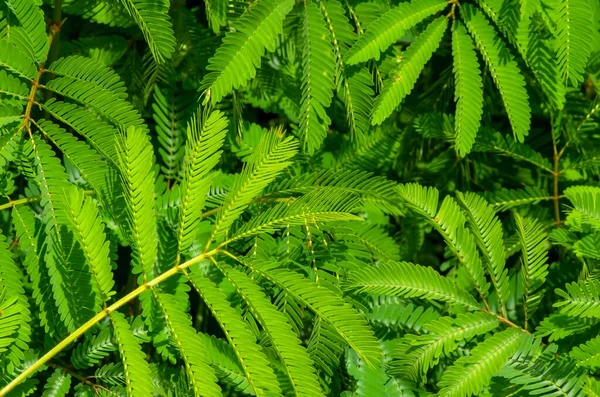 保育園のPetai ビター豆 Parcia Speciosa 自然背景 — ストック写真