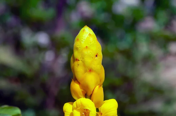 Agua Atrapada Brote Una Flor Amarilla Enfoque Seleccionado — Foto de Stock