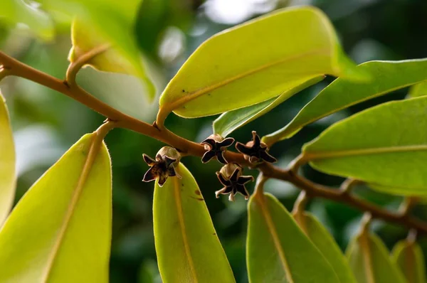 Indonesian Dark Wood Ebony Diospyros Celebica Green Leaves Seeds Flowers — Stock Photo, Image