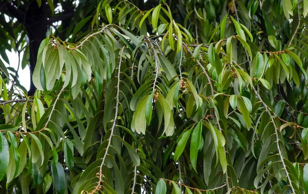 インドネシアの濃い木 エボニー Diospyros Seleica 緑の葉 種子と花 — ストック写真