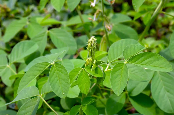 Crotalaria Longirostrata Sementes Folhas Chipilin Crotalaria Pallida — Fotografia de Stock