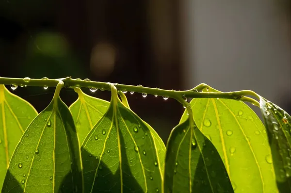 Cinnamomum Zeylanicum Canela Ceilão Folhas Verdes Com Respingo Água Foco — Fotografia de Stock