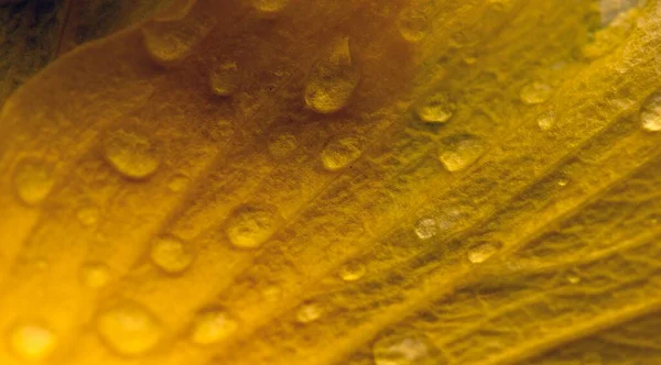 Close Van Een Gele Hibiscus Bloem Onscherpe Abstracte Achtergrond — Stockfoto
