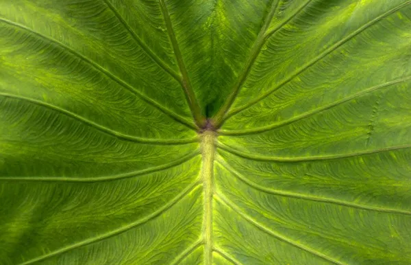 Olifant Oorblad Taro Blad Colocasia Esculenta Textuur Voor Natuurlijke Achtergrond — Stockfoto