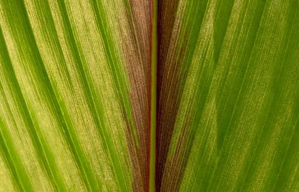 Textures Feuilles Gingembre Pour Fond Naturel — Photo