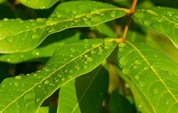 Longan Dimocarpus Longan Grüne Blätter Mit Wasserspritzer Für Natürlichen Hintergrund — Stockfoto