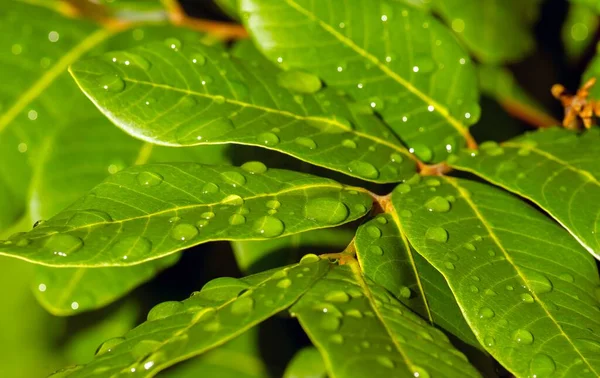 Longan Dimocarpus Longan Grüne Blätter Mit Wasserspritzer Für Natürlichen Hintergrund — Stockfoto