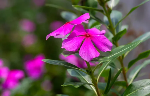 Catharanthus Roseus Λουλούδι Ρηχή Εστίαση Κοινώς Γνωστή Μαδαγασκάρη Periwinkle Τριαντάφυλλο — Φωτογραφία Αρχείου