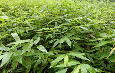 Doğal arka plan için bebek odasında bambu tohumları var.