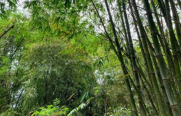 Hojas Verdes Bambú Bosque Para Fondo Natural —  Fotos de Stock