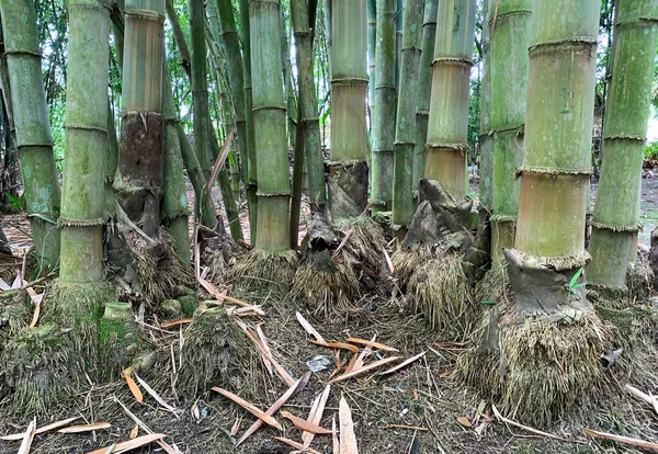 Ormanda doğal bambu kökleri, Yogyakarta, Endonezya