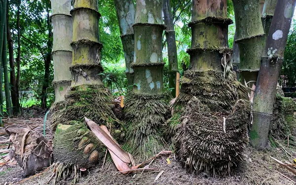 Ormanda doğal bambu kökleri, Yogyakarta, Endonezya