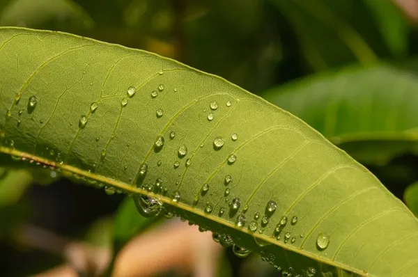 Close Longan Dimocarpus Longan Green Leaves Water Splash Natural Background — Stock Photo, Image