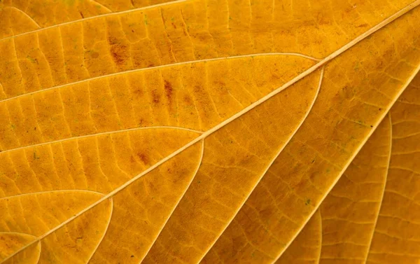 Dry Tahongai Timoho Kleinhovia Hospita Leaf Textures — Stock Photo, Image