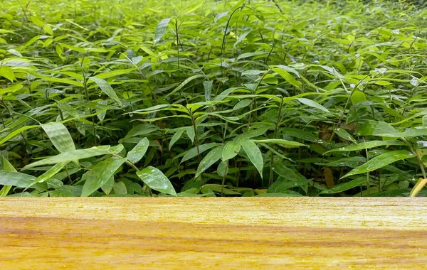 Bambu fidanlarının önündeki tahta boş masa.