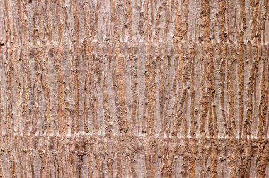 Bir palmiye ağacının kabuğunu kapat.