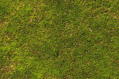 Sığ odak noktasında yeşil yosun var.